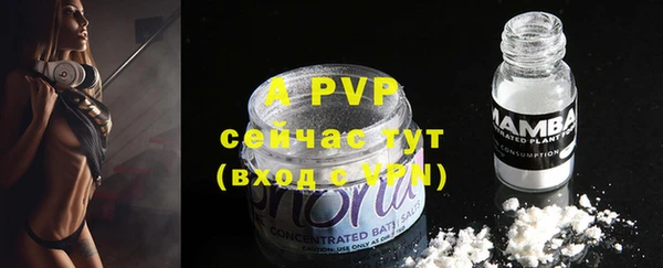 индика Новодвинск