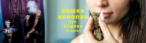 индика Новодвинск